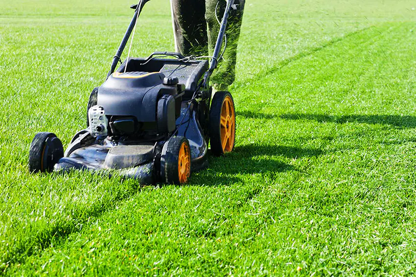 What is the Best Length to Mow Your Lawn?