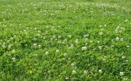 how to get rid of clover in your lawn
