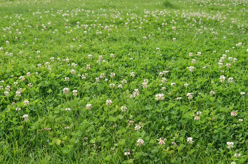 how to get rid of clover in your lawn
